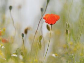 Informationsveranstaltung Primarschule Hinterkappelen